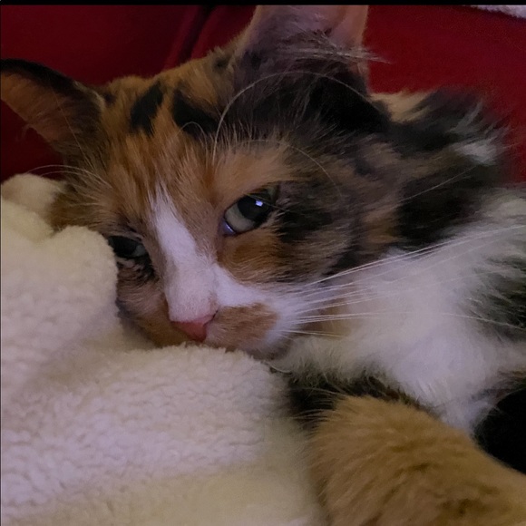 Meet SRQ_Millie! - Picture 6 of 7